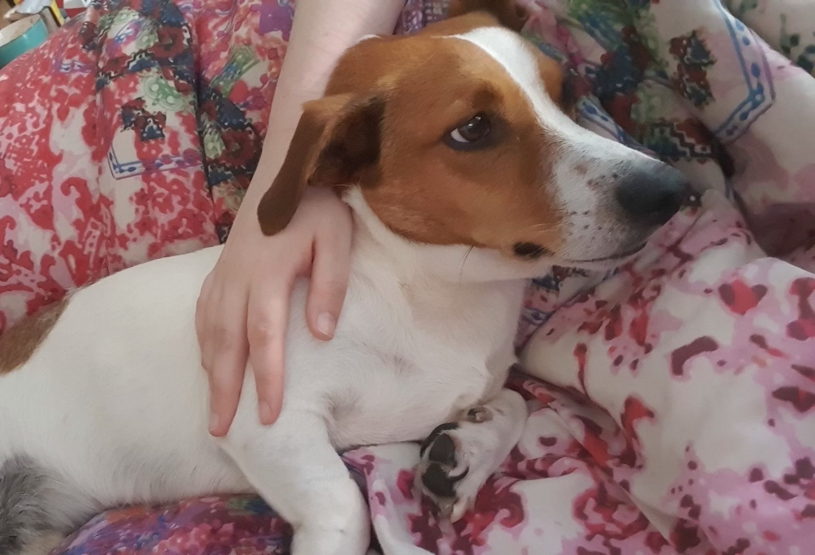 JackRussel sucht neues Zuhause JackRussel sucht neues Zuhause