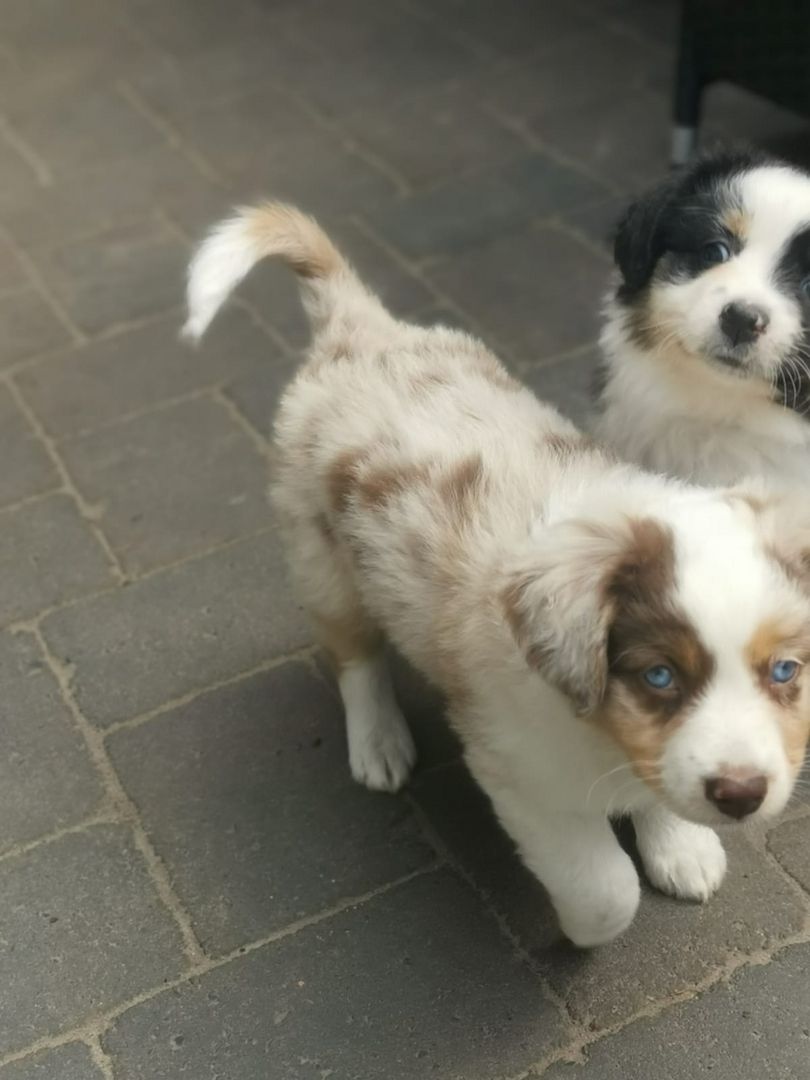 Miniatur Australien Shephard Welpen Miniatur Australien Shephard Welpen