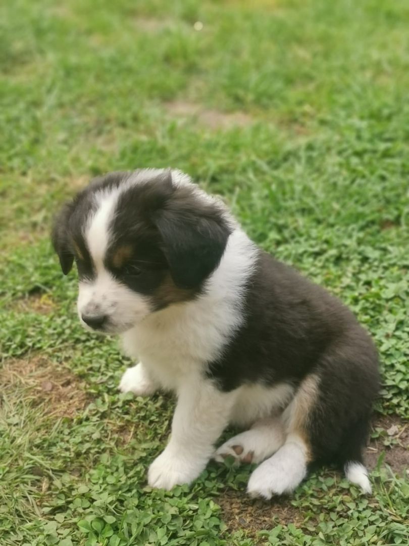 Miniatur Australien Shephard Welpen Miniatur Australien Shephard Welpen