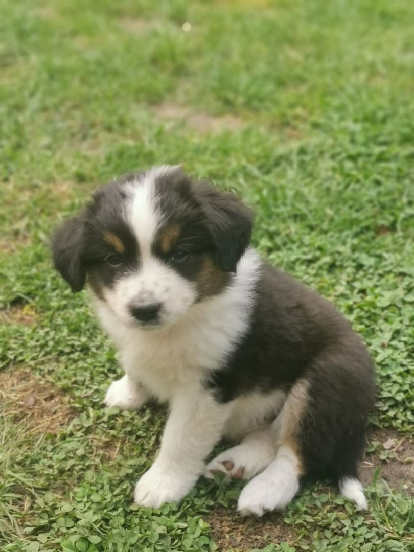 Miniatur Australien Shephard Welpen Miniatur Australien Shephard Welpen