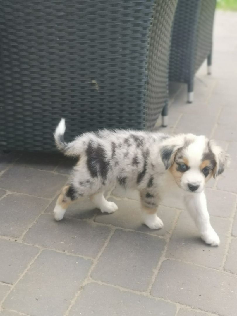 Miniatur Australien Shephard Welpen Miniatur Australien Shephard Welpen