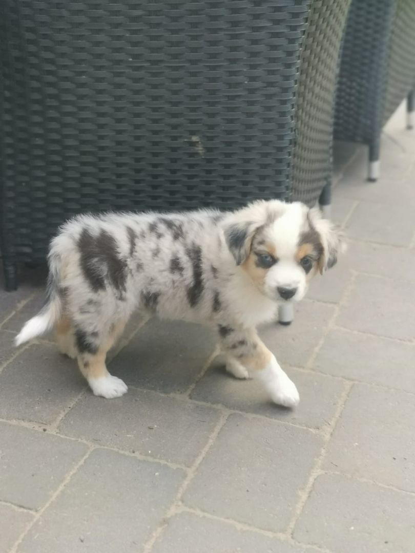 Miniatur Australien Shephard Welpen Miniatur Australien Shephard Welpen