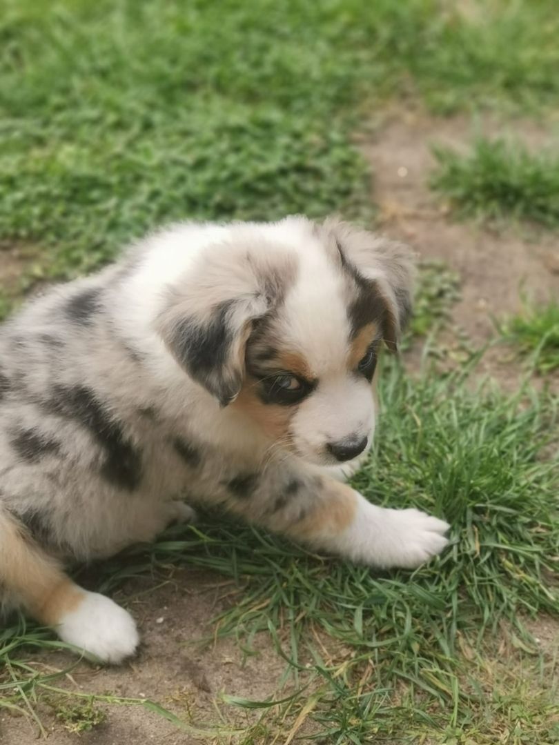 Miniatur Australien Shephard Welpen Miniatur Australien Shephard Welpen