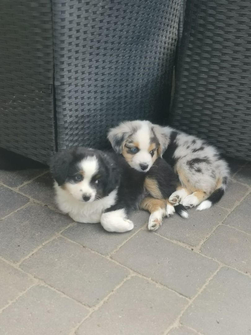 Miniatur Australien Shephard Welpen Miniatur Australien Shephard Welpen