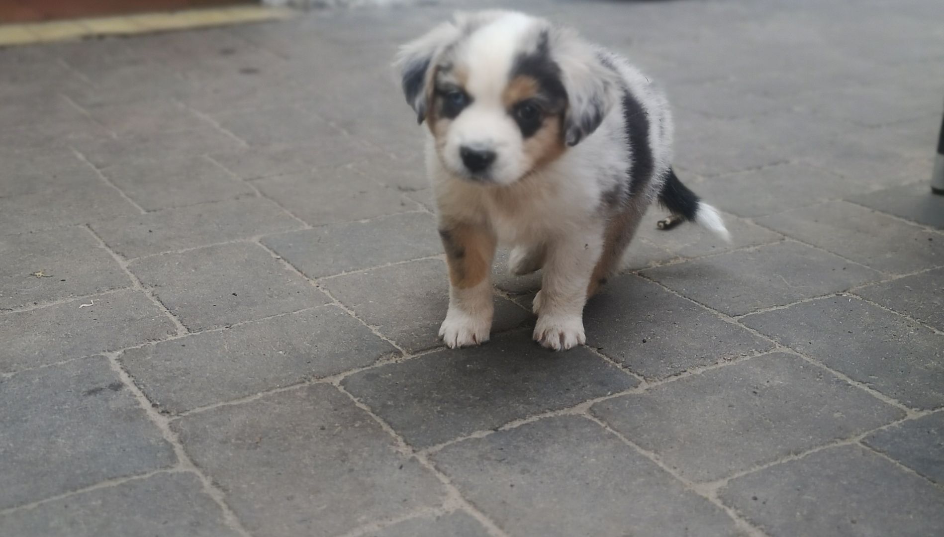 Miniatur Australien Shephard Welpen Miniatur Australien Shephard Welpen