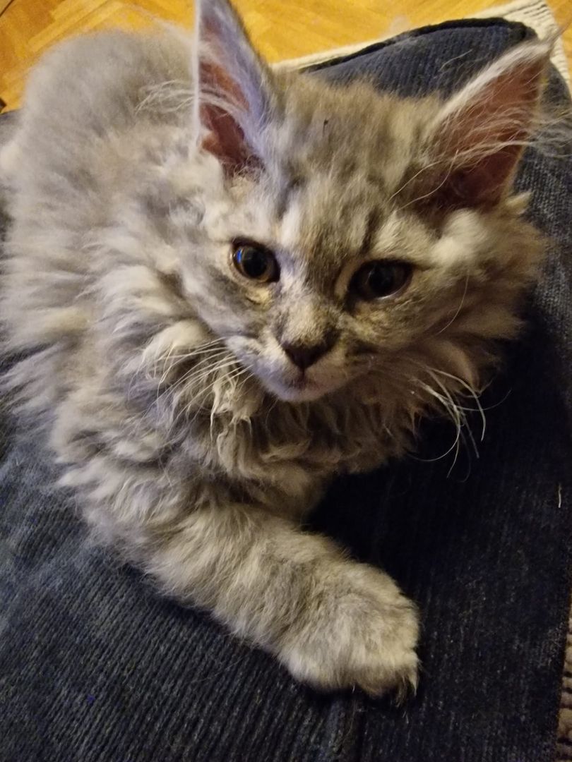 Zum Verkauf: Vier entzückende Katzenbabys