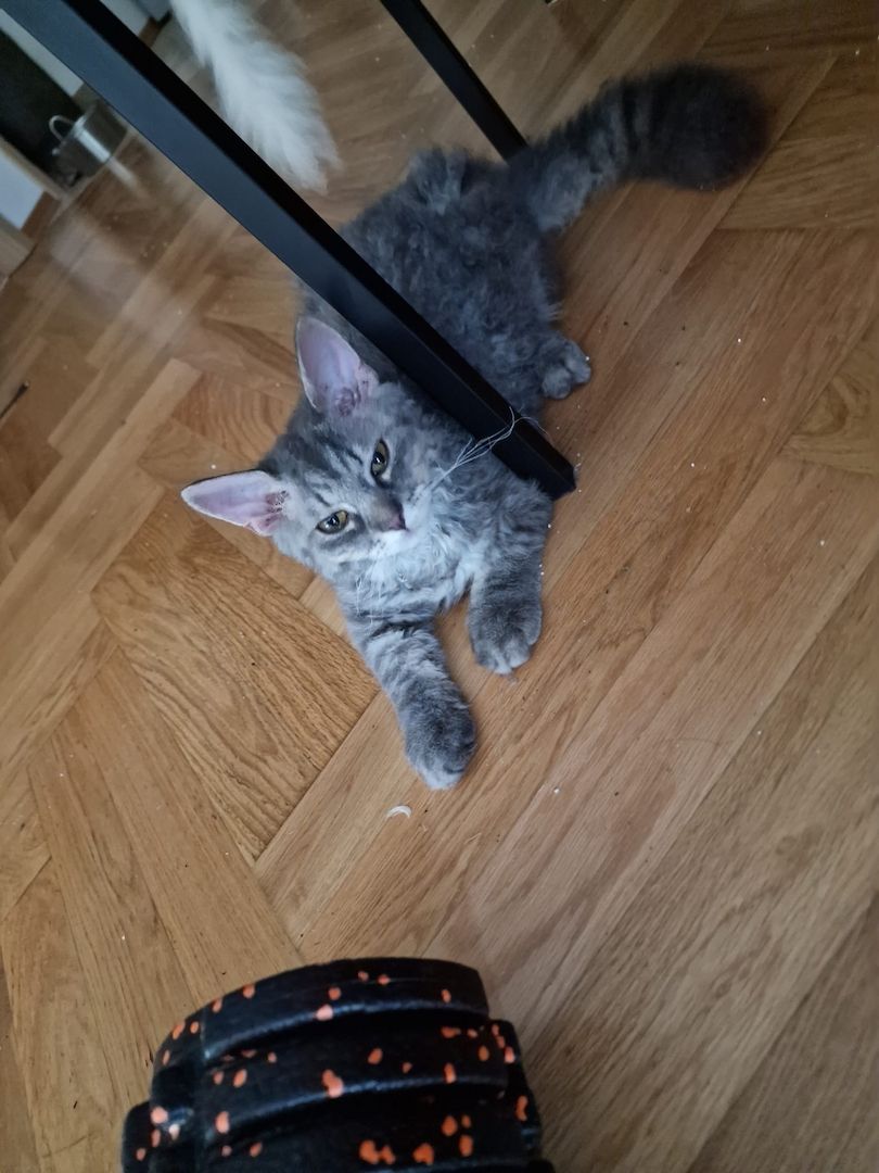 Zum Verkauf: Vier entzückende Katzenbabys