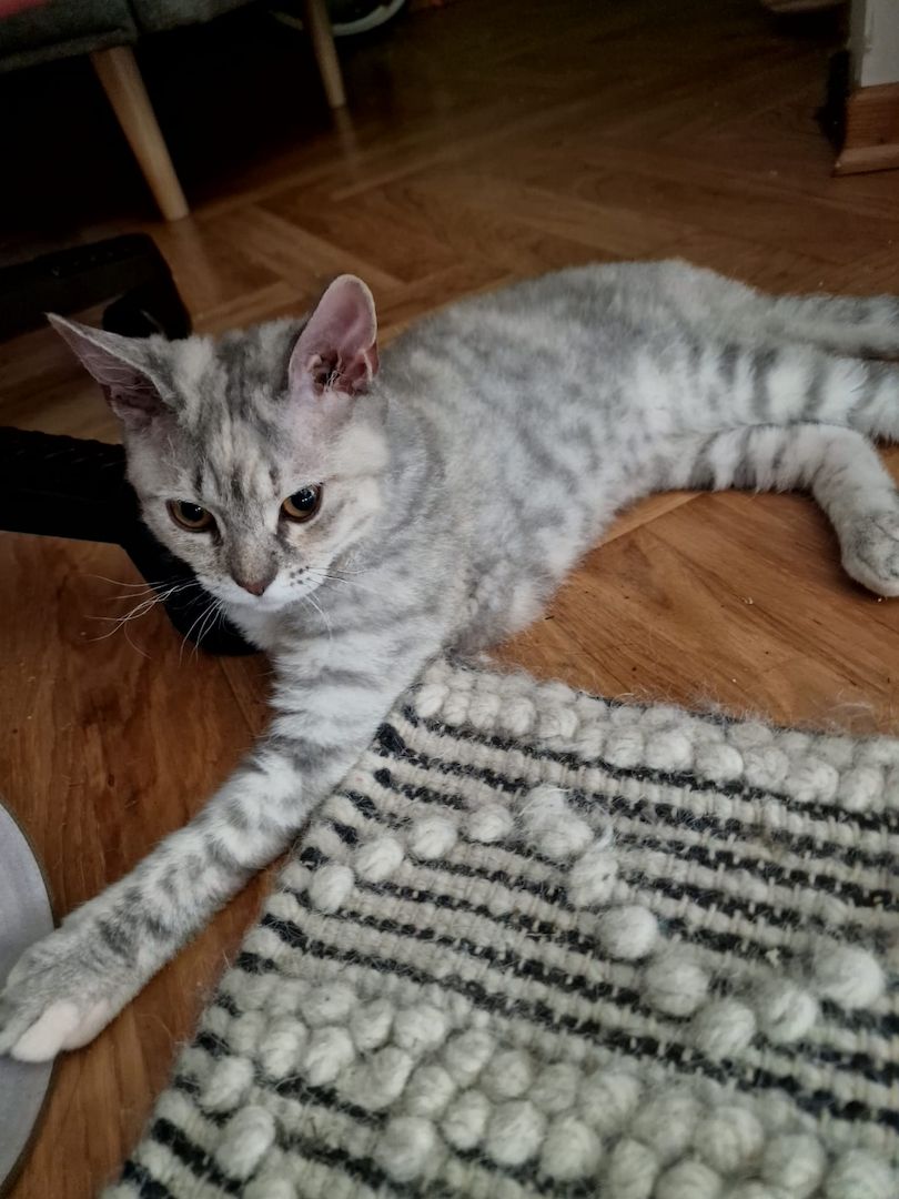 Zum Verkauf: Vier entzückende Katzenbabys