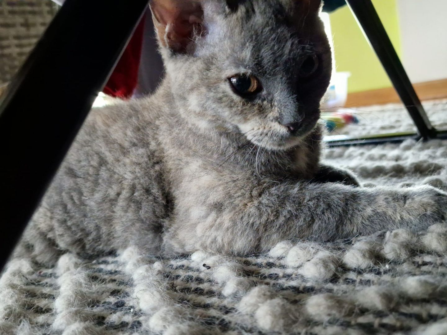 Zum Verkauf: Vier entzückende Katzenbabys