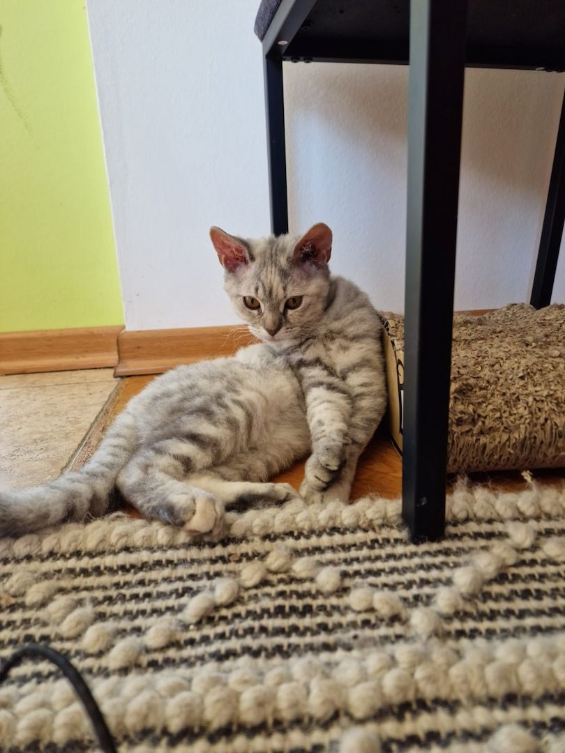 Zum Verkauf: Vier entzückende Katzenbabys