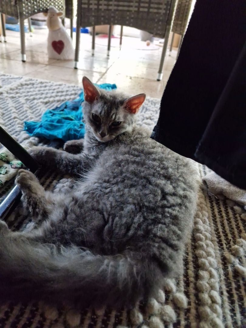 Zum Verkauf: Vier entzückende Katzenbabys