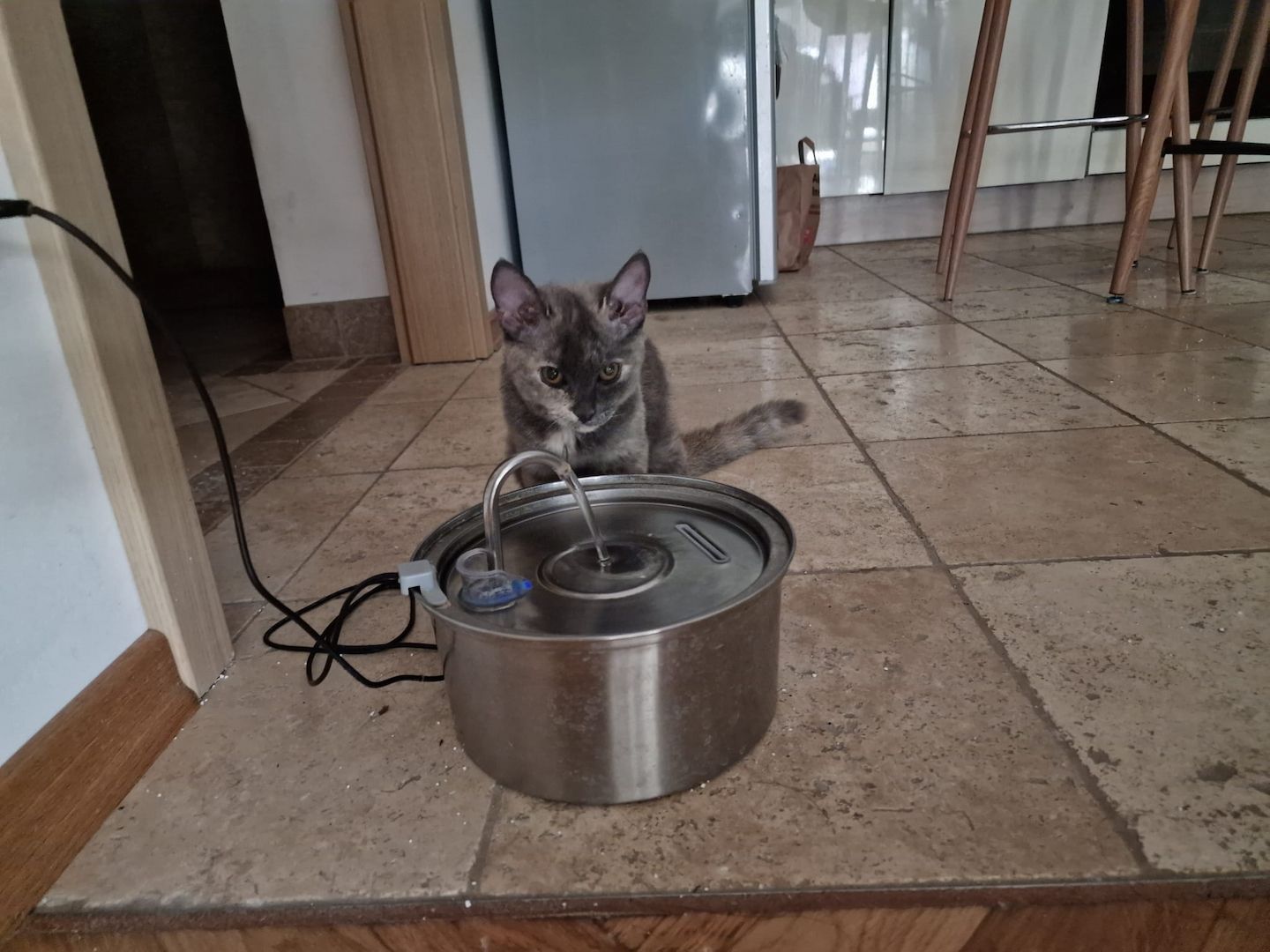 Zum Verkauf: Vier entzückende Katzenbabys