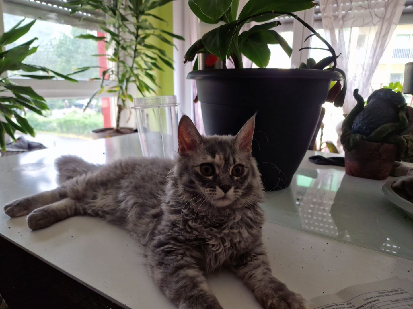 Zum Verkauf: Vier entzückende Katzenbabys