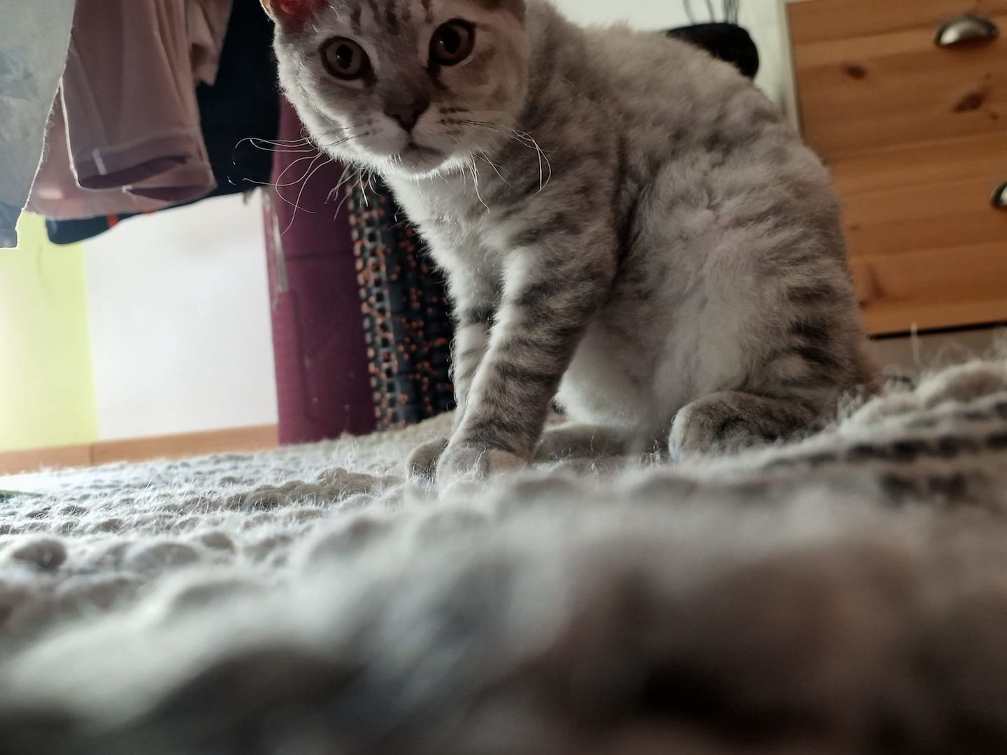 Zum Verkauf: Vier entzückende Katzenbabys