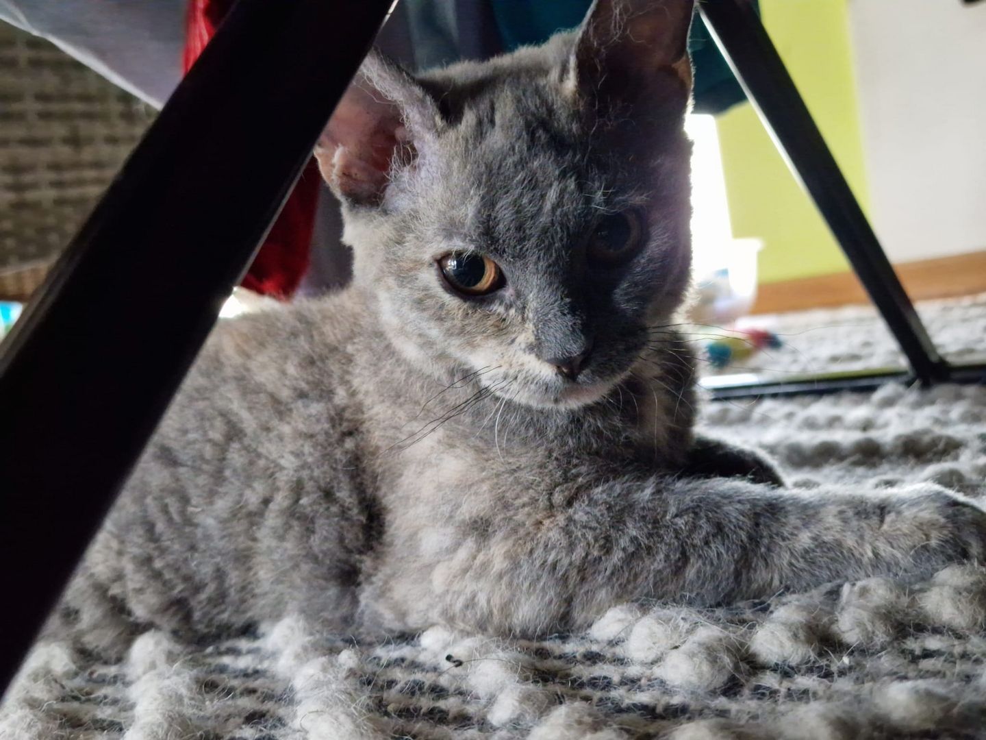 Zum Verkauf: Vier entzückende Katzenbabys