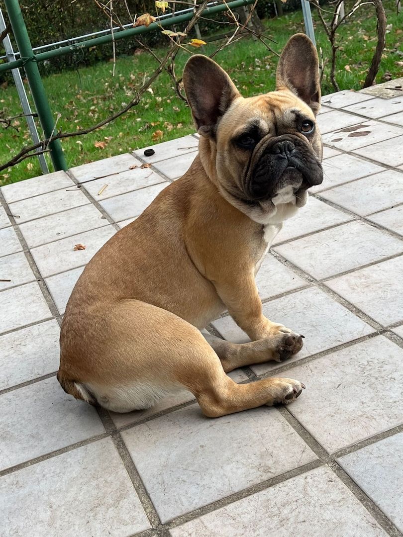 Französisch Bulldog