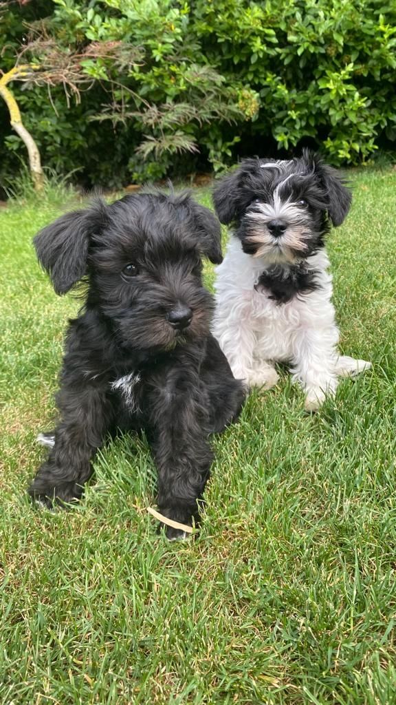 Amerikanische Zwergschnauzer Welpen