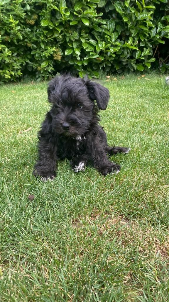 Amerikanische Zwergschnauzer Welpen