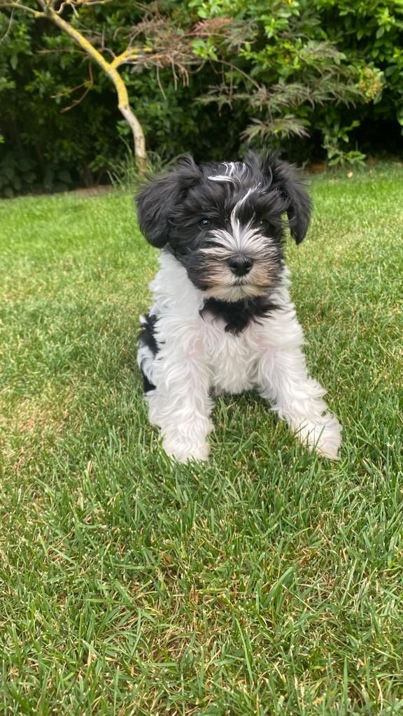 Amerikanische Zwergschnauzer Welpen