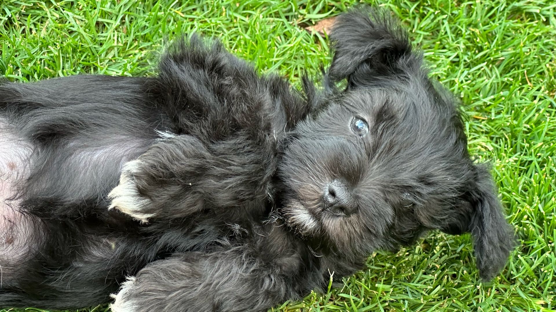 Amerikanische Zwergschnauzer Welpen