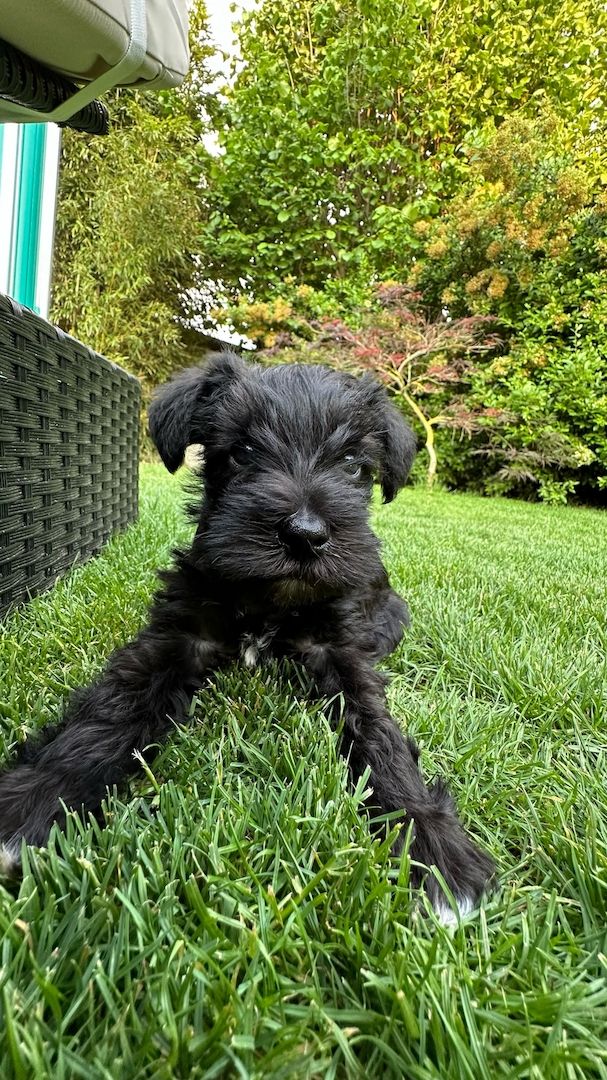 Amerikanische Zwergschnauzer Welpen