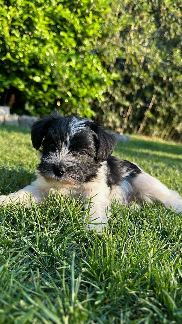 Amerikanische Zwergschnauzer Welpen