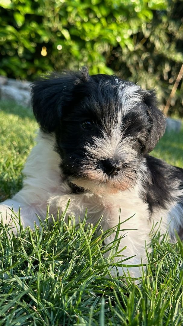 Amerikanische Zwergschnauzer Welpen