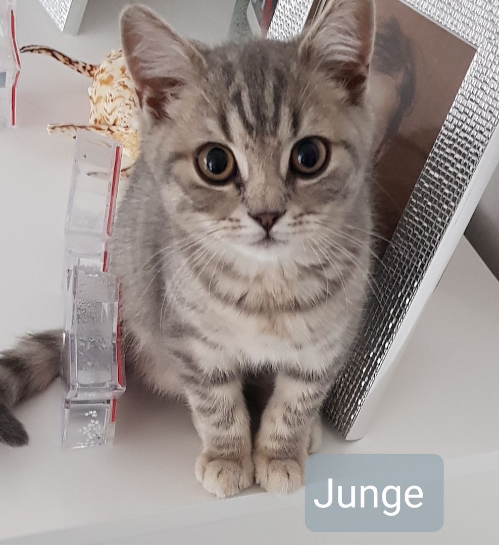 BKH KITTEN BKH KITTEN