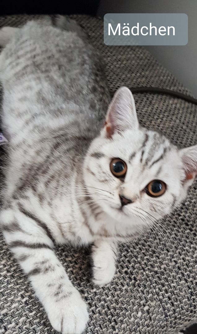 BKH KITTEN BKH KITTEN