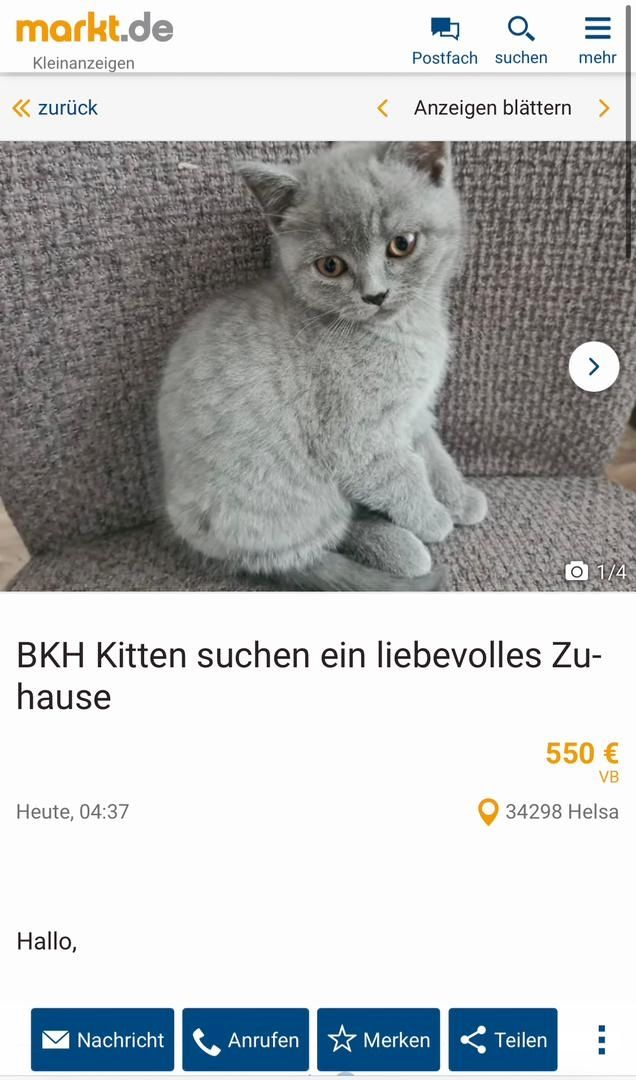 BKH-Kitten suchen ein liebes Zuhause