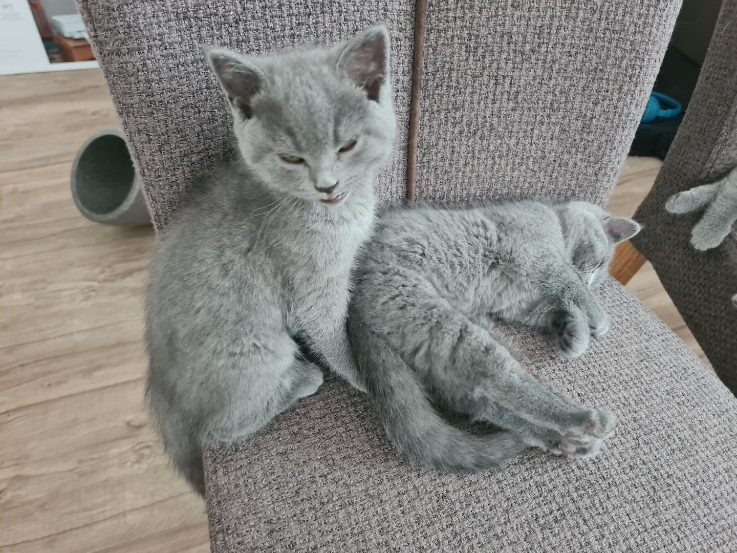 BKH-Kitten suchen ein liebes Zuhause