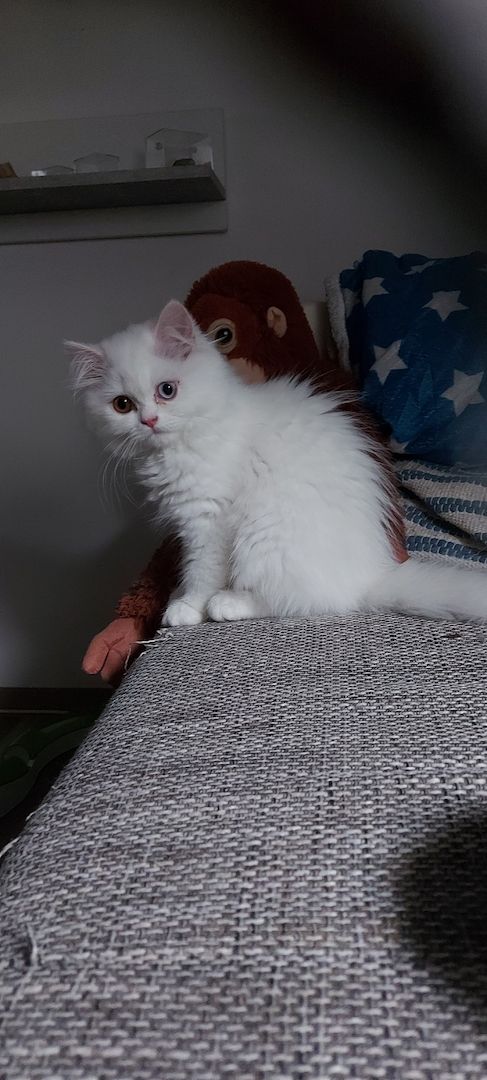 Perserkatze weiss 2 verschiedene Augenfarben