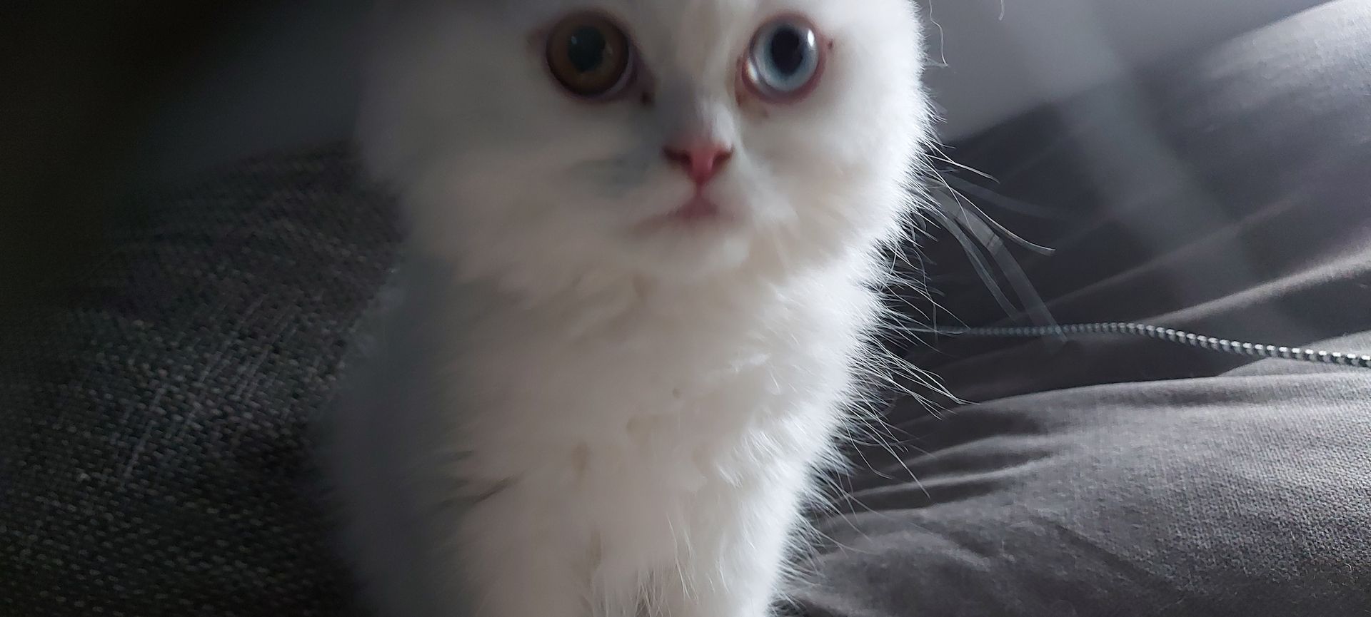 Perserkatze weiss 2 verschiedene Augenfarben