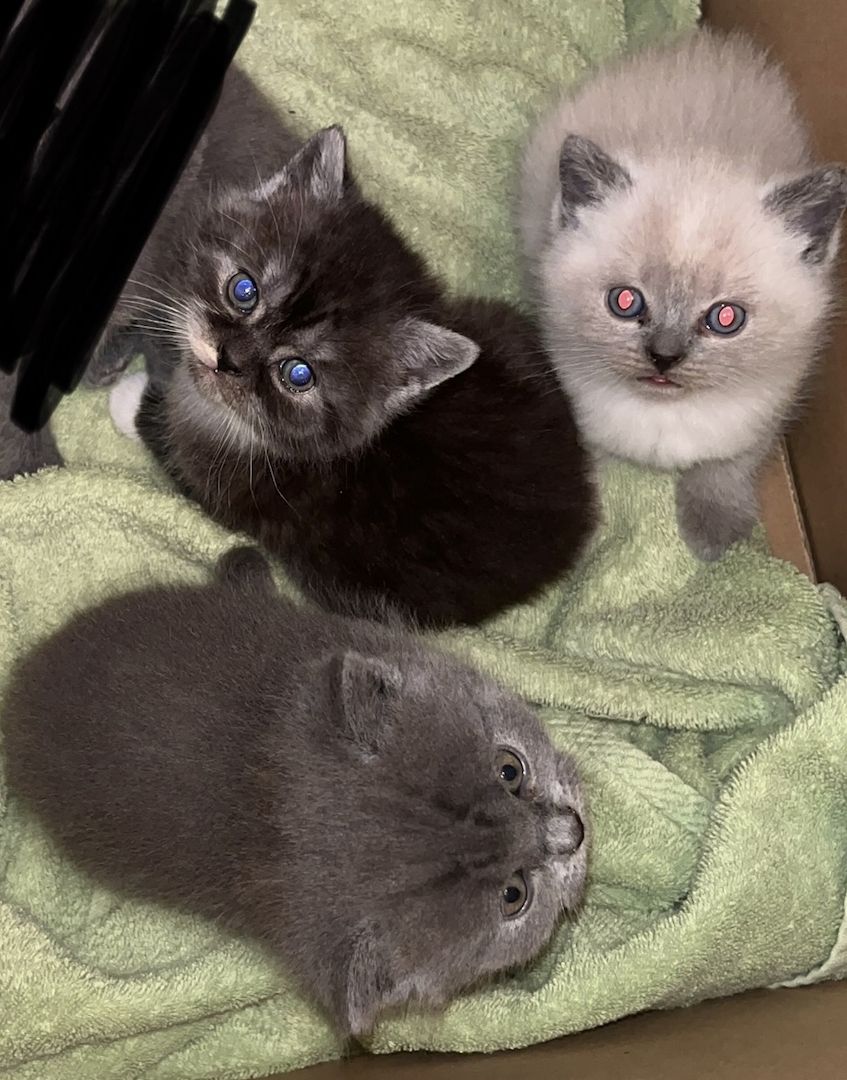 Schöne BKH Kitten zu verkaufen Schöne BKH Kitten zu verkaufen
