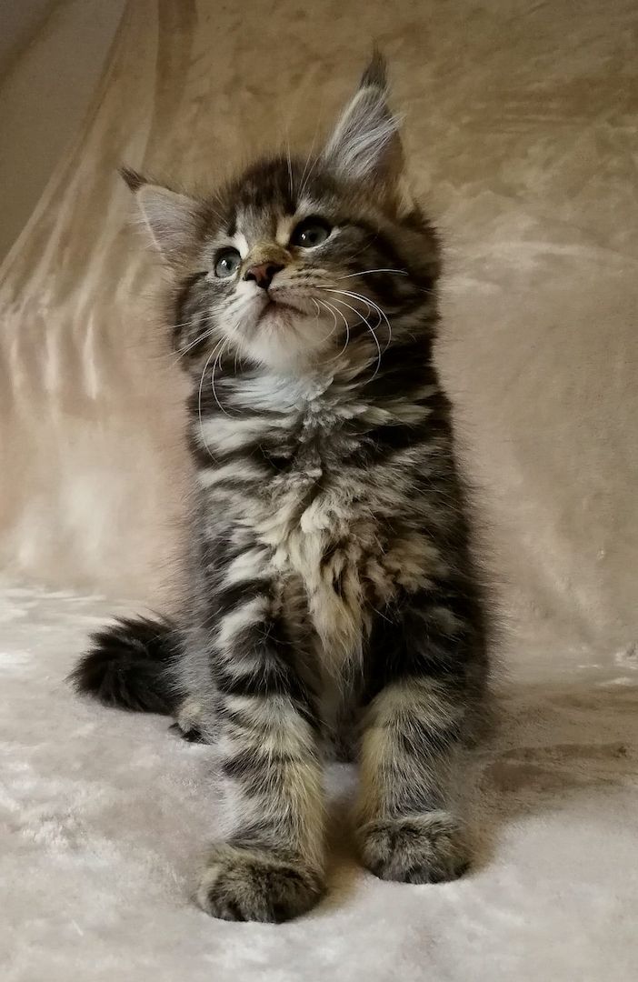 Maine Coon