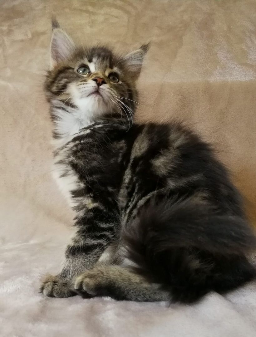 Maine Coon