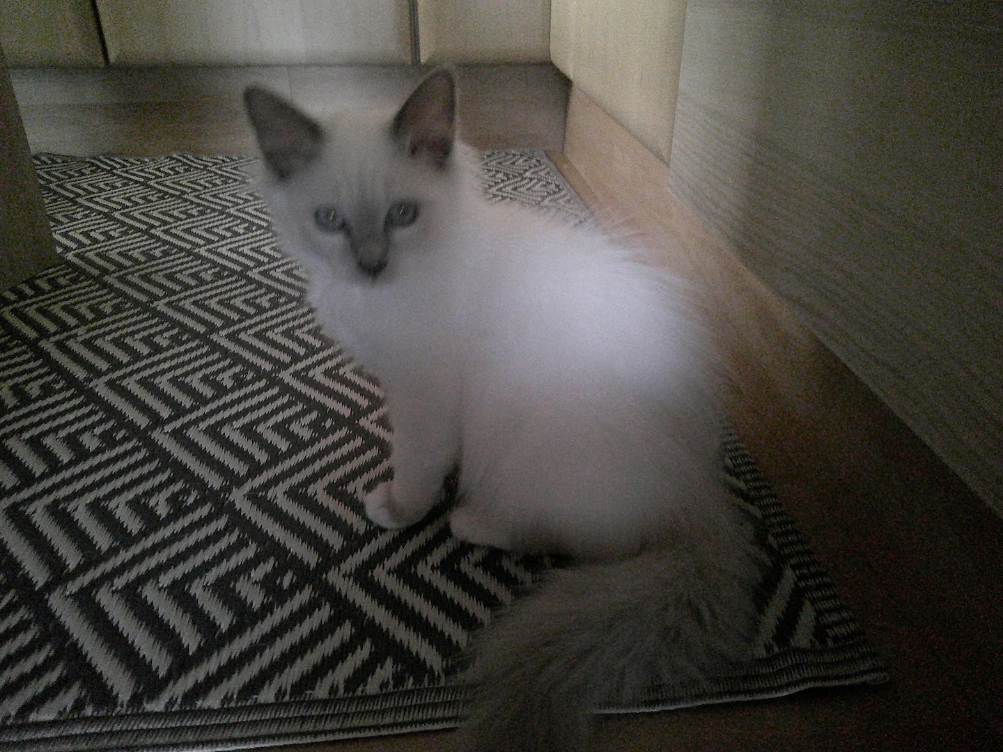 2 HEILIGE BIRMA MÄDCHEN ABGABEBEREIT ZUSAMMEN 500.- AUCH EINZELN ABZUGEBEN