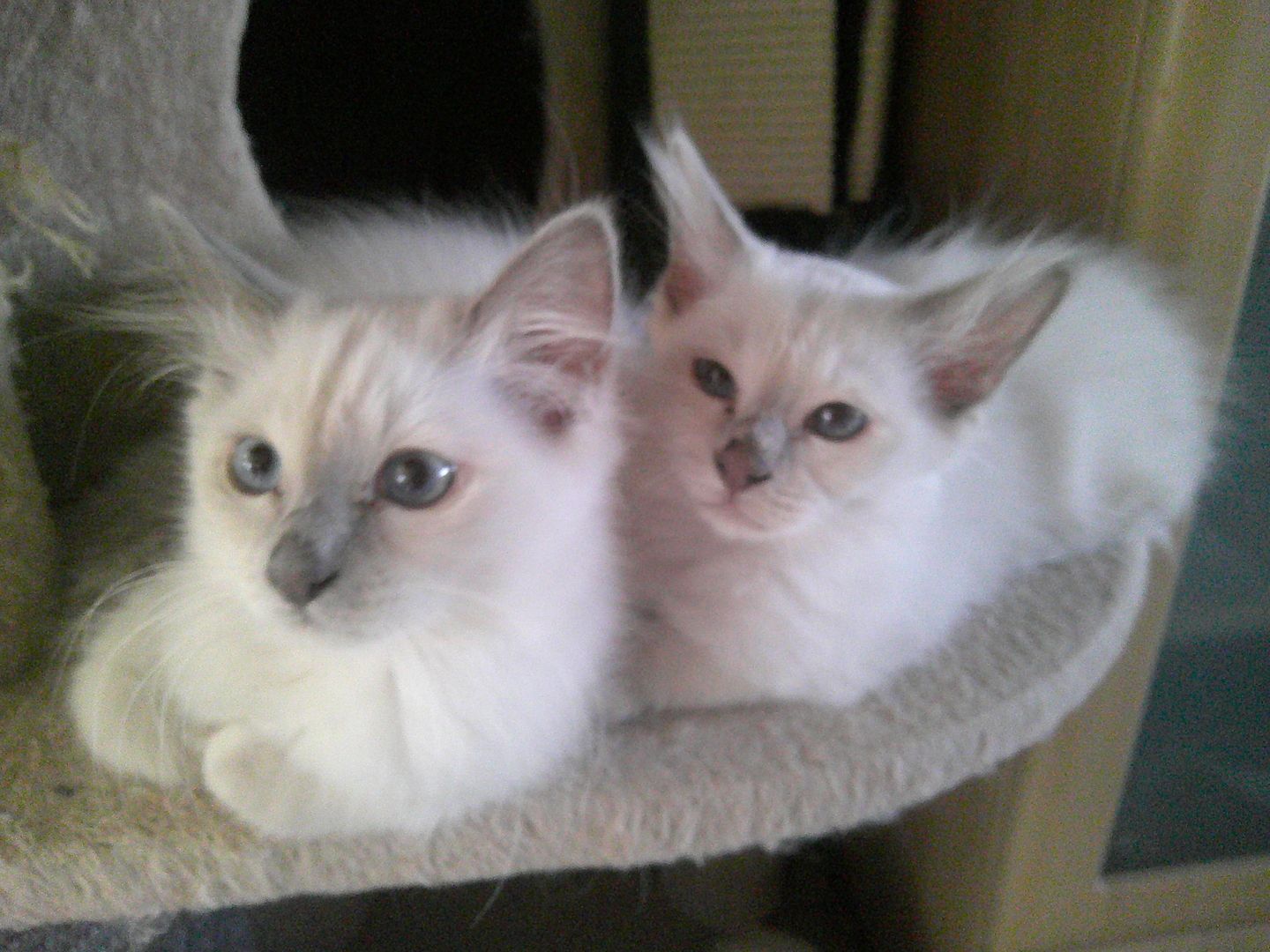 2 HEILIGE BIRMA MÄDCHEN ABGABEBEREIT ZUSAMMEN 500.- AUCH EINZELN ABZUGEBEN