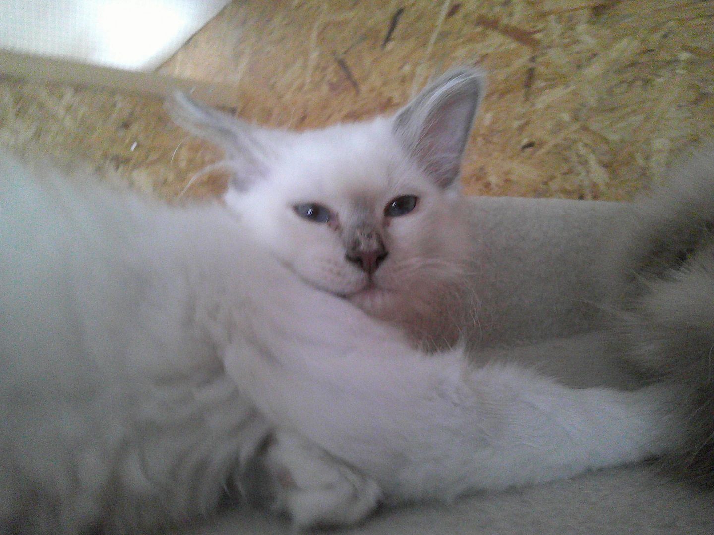 2 HEILIGE BIRMA MÄDCHEN ABGABEBEREIT ZUSAMMEN 500.- AUCH EINZELN ABZUGEBEN