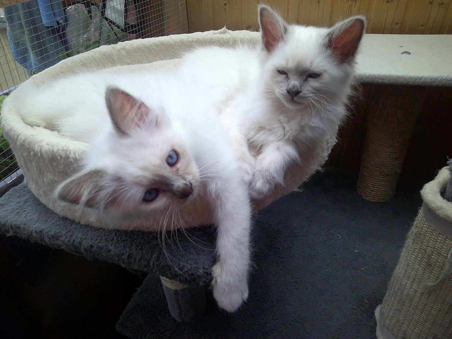 2 HEILIGE BIRMA MÄDCHEN ABGABEBEREIT ZUSAMMEN 500.- AUCH EINZELN ABZUGEBEN