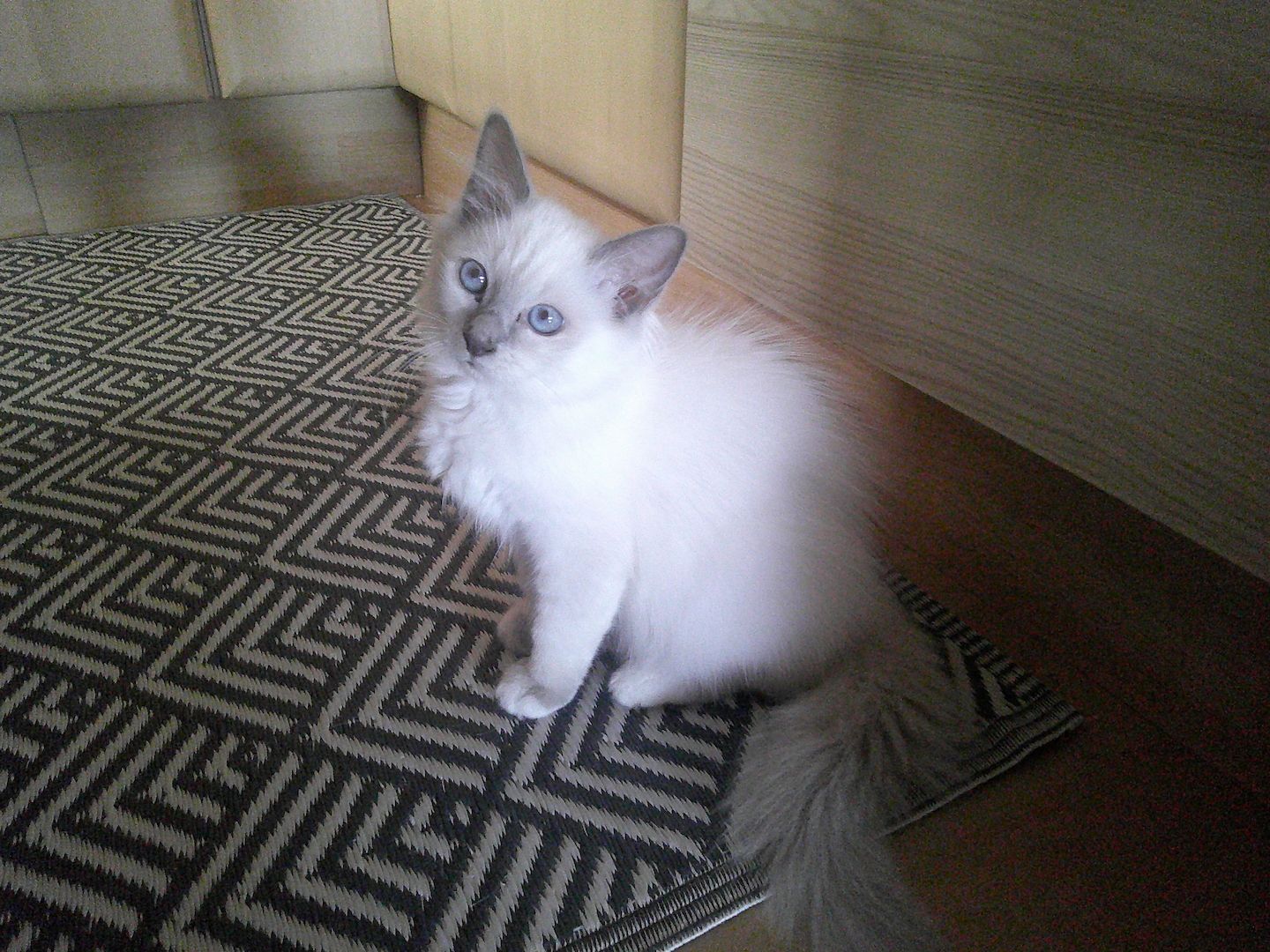 2 HEILIGE BIRMA MÄDCHEN ABGABEBEREIT ZUSAMMEN 500.- AUCH EINZELN ABZUGEBEN