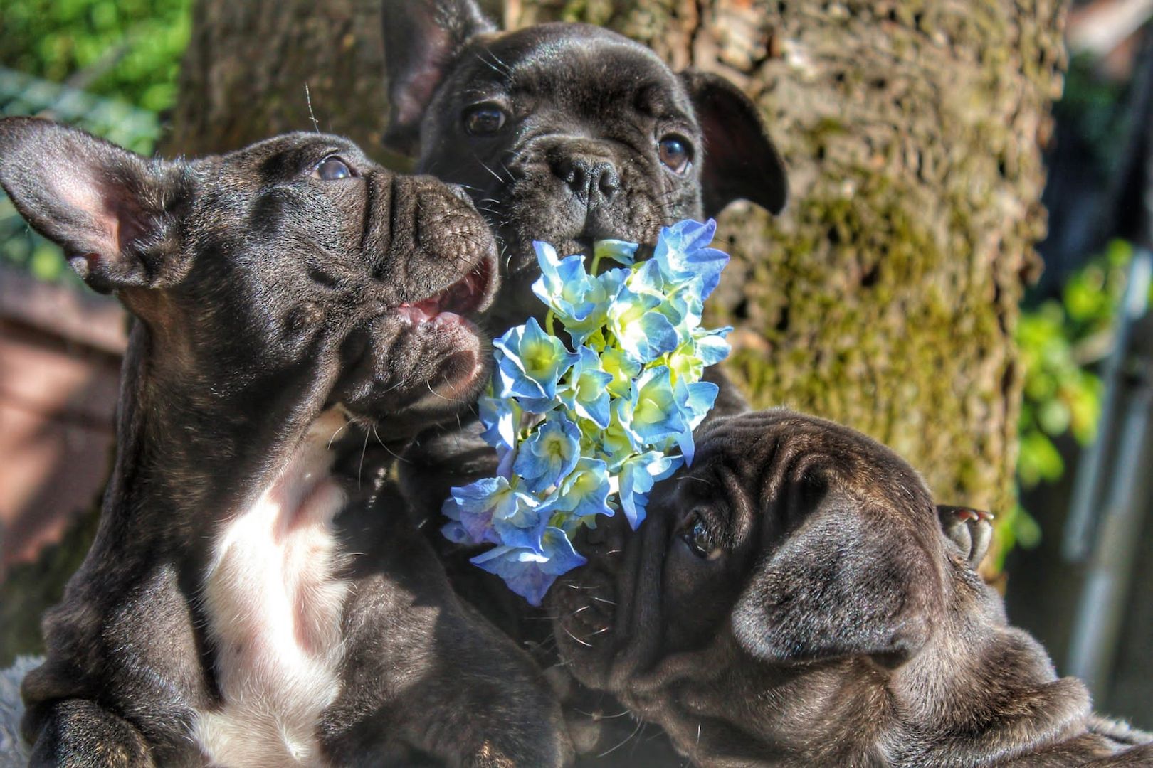 Französische Bulldogge Französische Bulldogge