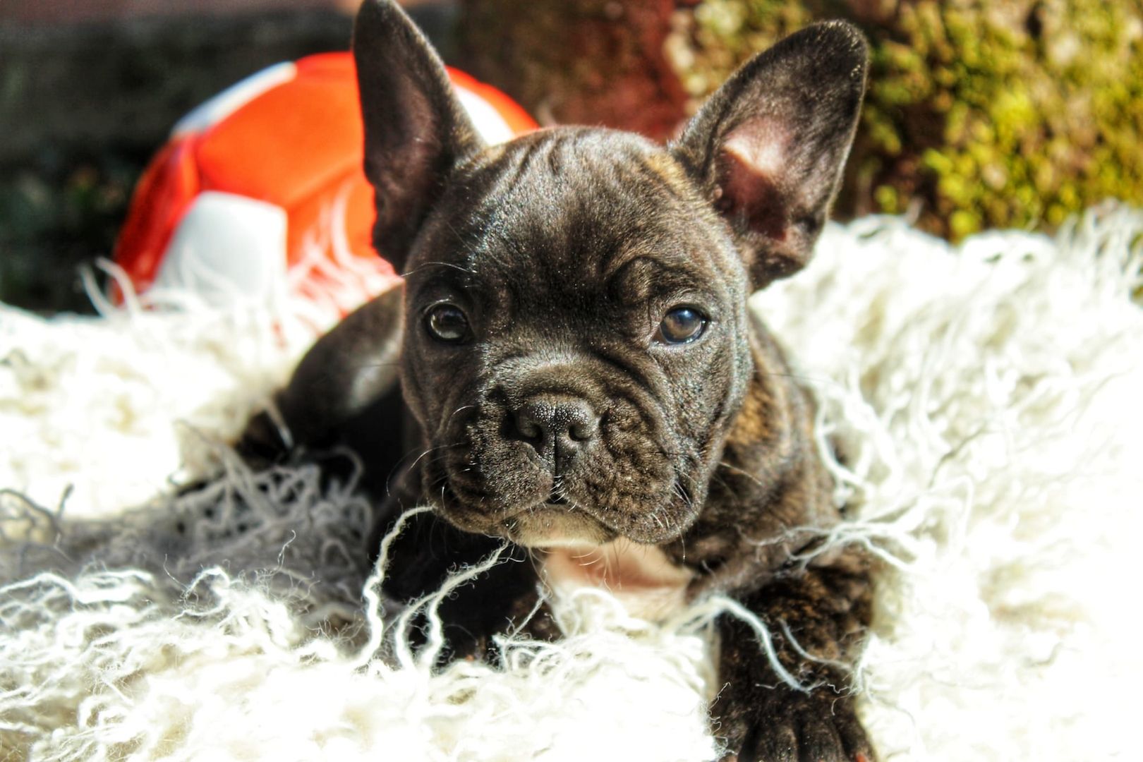 Französische Bulldogge Französische Bulldogge
