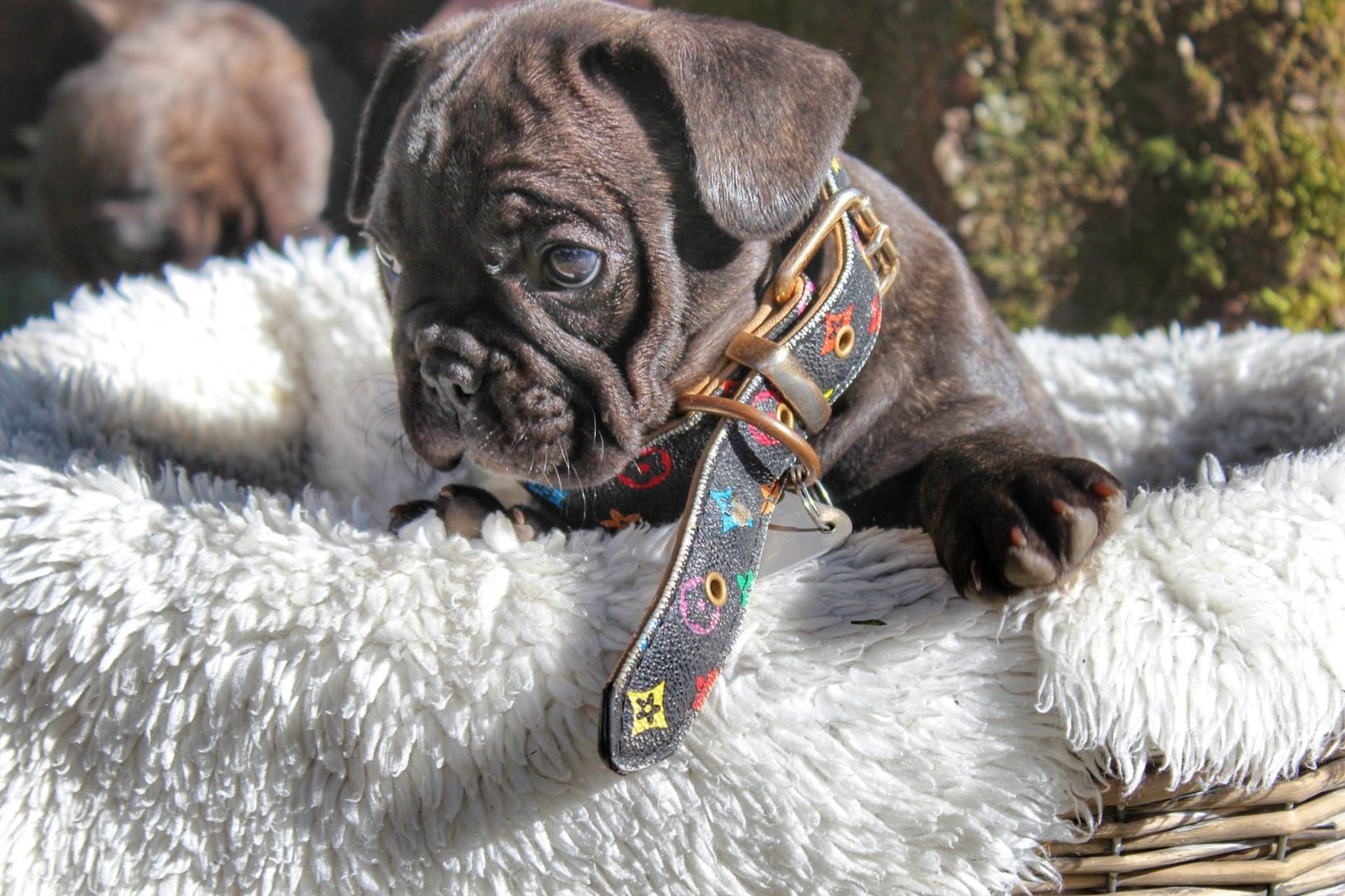 Französische Bulldogge Französische Bulldogge