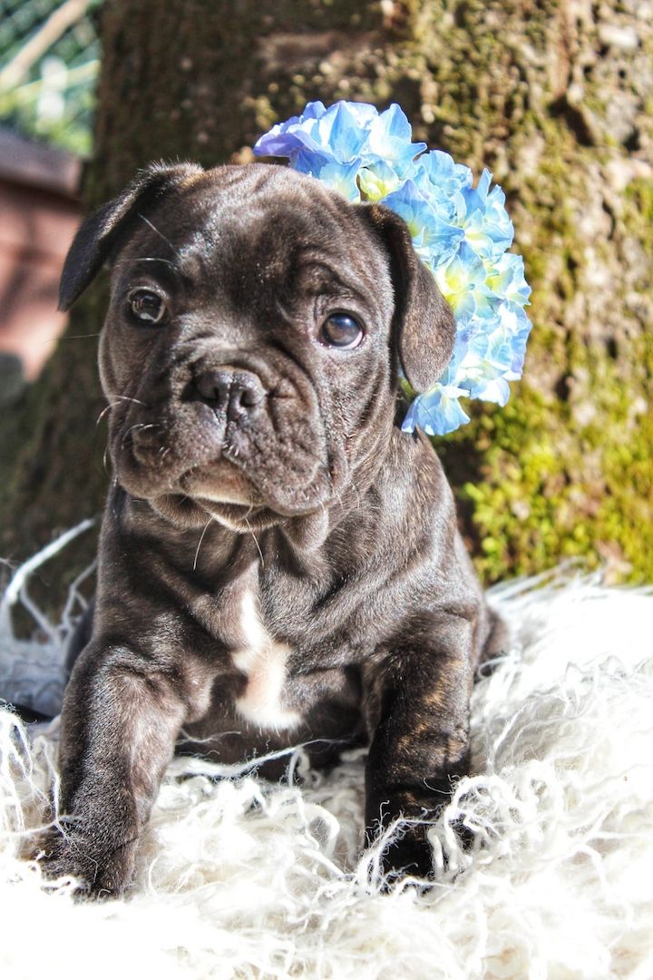 Französische Bulldogge Französische Bulldogge