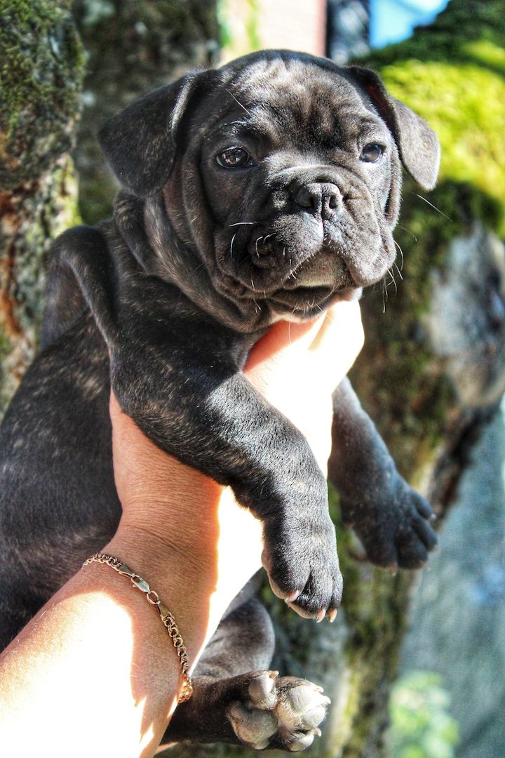 Französische Bulldogge Französische Bulldogge
