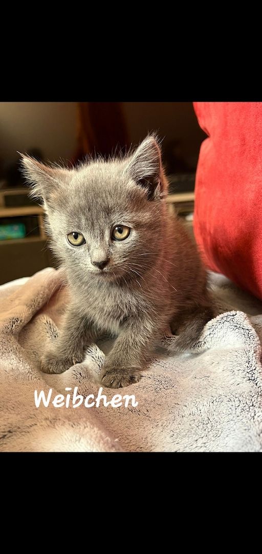3 süße BKH Kitten suchen ein Neues Zuhause