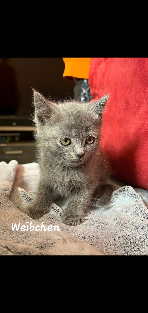 3 süße BKH Kitten suchen ein Neues Zuhause