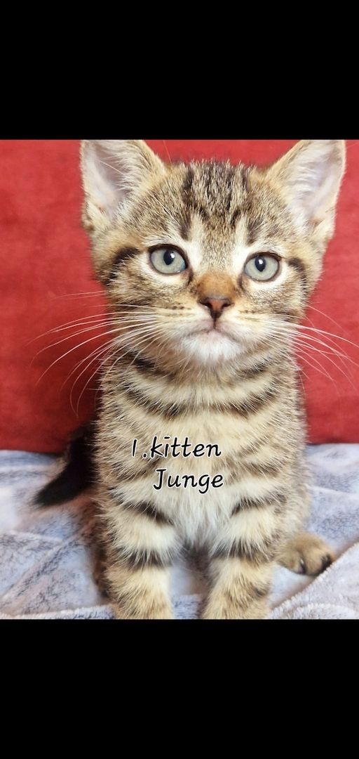 3 süße BKH Kitten suchen ein Neues Zuhause