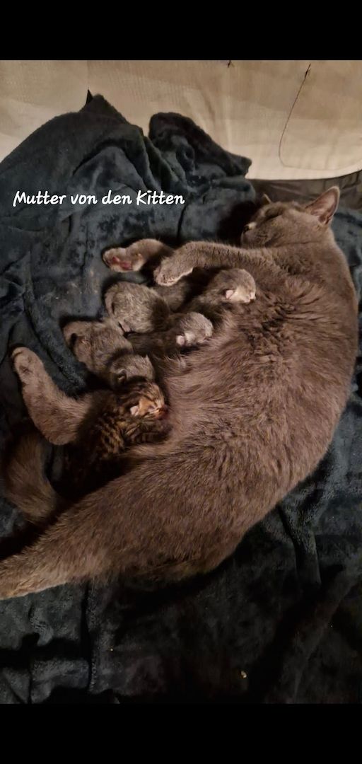 3 süße BKH Kitten suchen ein Neues Zuhause